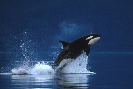 Why Orcas? The Story Behind Jigstero's Mascot